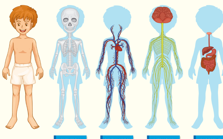 Human Anatomy Part 1