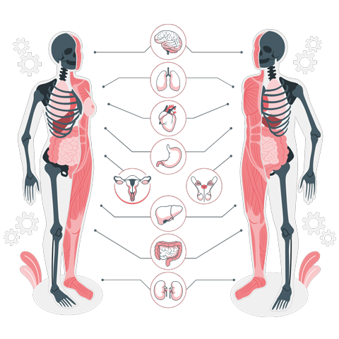 Human Anatomy